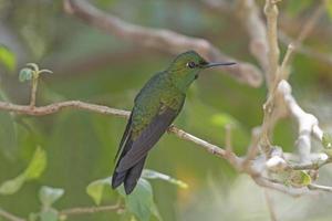 maschio verde incoronato brillante colibrì foto