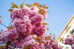 ramo con bellissimo rosa sakura fiori, contro il fondale di un' blu cielo e un' alto costruzione. ciliegia fiori. parte inferiore Visualizza. foto