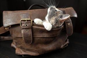 carino gattino avuto in il pelle valigetta, scherzosamente sbirciando su di esso e con interesse il orologio superiore. foto