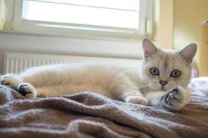 carino gatto riposa rilassato su il letto e sembra con interesse con suo blu occhi, contro il fondale di un' casa interno. foto