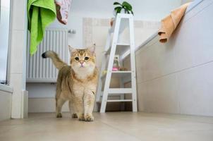 affascinante gatto sembra scherzosamente mentre in piedi nel il bagno. foto