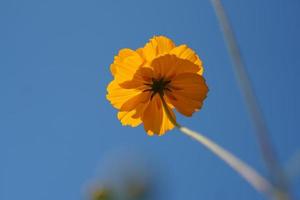 giallo cosmo fiori nel un' fiore giardino foto