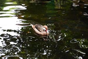 dalle guance bianche codini quello nuotare nel il piscina nel il mattina. foto