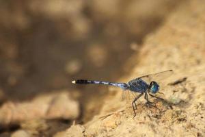 un' blu libellula arroccato su il erba isolato. raffica di vento teste e code ondeggiante nel il vento su un' piccante, soleggiato giorno nel un' canale. foto