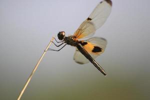 un' buio Marrone libellula arroccato su il erba isolato. raffica di vento teste e code ondeggiante nel il vento su un' piccante, soleggiato giorno nel un' canale. foto