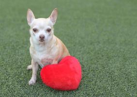 Marrone chihuahua cani seduta con rosso cuore forma cuscino su verde erba, sorridente e guardare a telecamera. San Valentino giorno concetto. foto