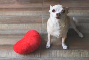 Marrone chihuahua cane seduta con rosso cuore forma cuscino. San Valentino giorno concetto. foto