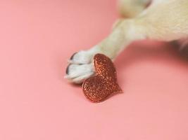 luccichio cuore su cane piede su rosa sfondo. cane amante e San Valentino giorno concetto. foto