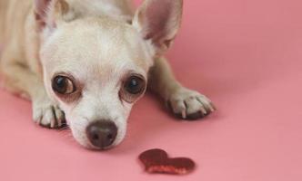 Marrone chihuahua cane dire bugie giù di piccolo rosso luccichio cuore forma su rosa sfondo, guardare su a telecamera. carino animali domestici e San Valentino giorno concetto foto