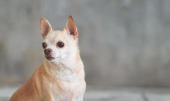 Marrone corto capelli chihuahua cane su cemento parete sfondo, guardare Indietro. testa tiro foto con copia spazio.