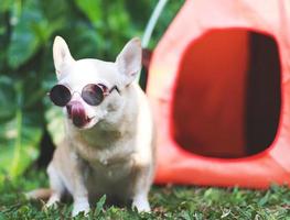 Marrone corto capelli chihuahua cane indossare occhiali da sole seduta nel davanti di arancia campeggio tenda su verde erba, all'aperto, guardare a telecamera e leccata labbra. animale domestico viaggio concetto. foto