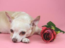 Marrone chihuahua cane guardare a telecamera. dire bugie giù con rosso rosa su rosa sfondo. carino animali domestici e San Valentino giorno concetto foto