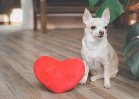 Marrone chihuahua cane seduta con rosso cuore forma cuscino. San Valentino giorno concetto. foto