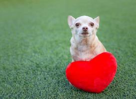 Marrone chihuahua cani seduta con rosso cuore forma cuscino su verde erba, sorridente e guardare a telecamera. San Valentino giorno concetto. foto