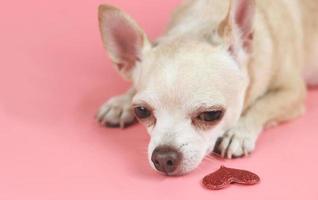 chihuahua cani naso con rosso luccichio cuore su rosa sfondo. cane amante e San Valentino giorno concetto. foto