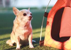 Marrone corto capelli chihuahua cane seduta nel davanti di arancia campeggio tenda su verde erba, all'aperto con mattina luce del sole, guardare lontano. animale domestico viaggio concetto. foto