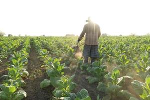 tabacco azienda agricola lavoratore, uomo aratura il tabacco campo con un' timone per preparare il suolo per semina, timone foto