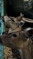 maturo chital cervo o imbroglione cervo o macchiato cervo o asse cervo alimentazione di il visitatore di il altro lato di il recinto il natura Riserva o zoo parco. foto