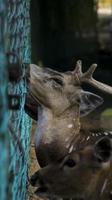 maturo chital cervo o imbroglione cervo o macchiato cervo o asse cervo alimentazione di il visitatore di il altro lato di il recinto il natura Riserva o zoo parco. foto