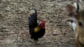 nero corto dalle gambe gallo Gallo pollo Gallo a piedi a il fango terra a il azienda agricola. foto