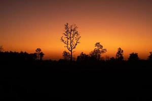 bellissimo albero silhouette tramonto paesaggio foto