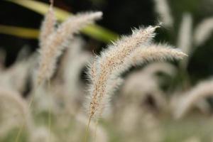 cclose su fiorellino , Poaceae , erba fiori sfondo foto