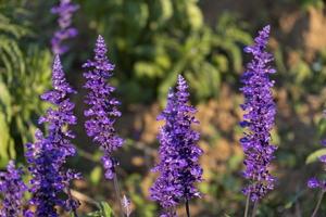 fresco mazzo viola bella fiore fiorire nel botanico giardino. romanza fioraio viola erba fioritura nel naturale parco foto