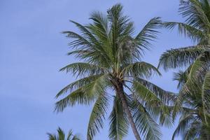 bellissimo fresco verde Noce di cocco palma le foglie albero curva forma su blu cielo sfondo. acuto le foglie pianta tropicale frutta alberi nel Tailandia foto