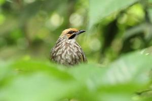 cannuccia headed bulbul nel un' natura Riserva foto