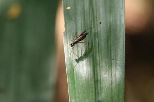 insetti nel un' natura Riserva parco foto