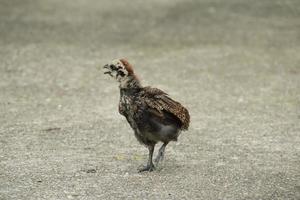 rosso giungla pollame pollo Gallo nel un' parco azienda agricola foto