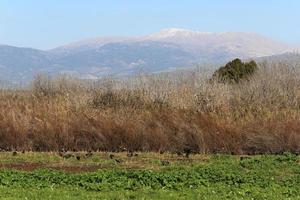 neve bugie su il superiore di montare hermon foto