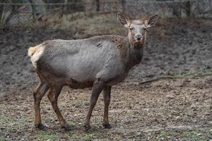 altai wapiti nel zoo foto