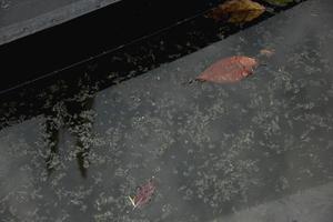 sporco stagno acqua con galleggiante le foglie e pianta sciupare. foto