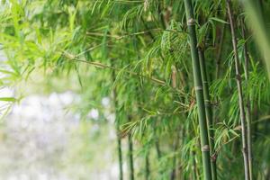 sfondo albero di bambù foto