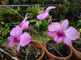 il bellissimo fiori nel naturale foto