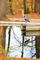 grigio airone vicino un' stagno nel autunno stagione foto