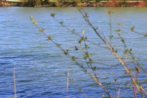 grande crestato svasso uccello galleggiante su il Danubio riverv foto