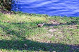 un' femmina merlo turdus merula guardare per cibo su il terra foto