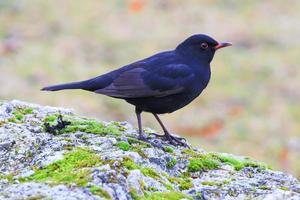 un' maschio merlo turdus merula guardare per cibo su il terra foto