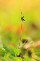 erba e vegetazione su il campo nel autunno stagione foto