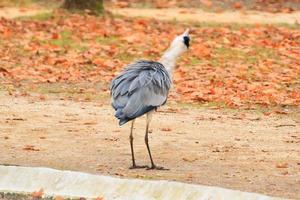 grigio airone vicino un' stagno nel autunno stagione foto