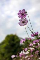avvicinamento lato Visualizza di bellissimo rosa-viola e bianca cosmo fiori fioritura nel un' parco. foto