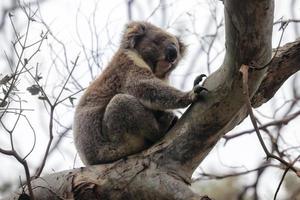 peloso coala orso addormentato su il ramo, vicino melbourne, Australia foto