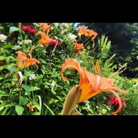 arancia giglio giardino foto