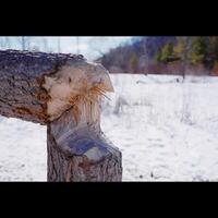 log masticato di castoro foto