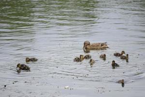 anatre che nuotano nell'acqua foto