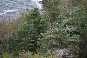 aquila calva nella struttura ad albero foto