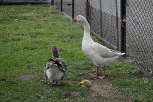 anatra, pulcino, Oca foto