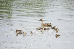 anatre che nuotano nell'acqua foto